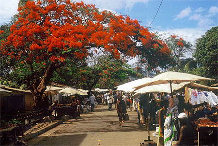 Le march� sous le flamboyant