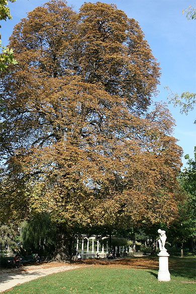Couleurs d'automne au parc Monceau
