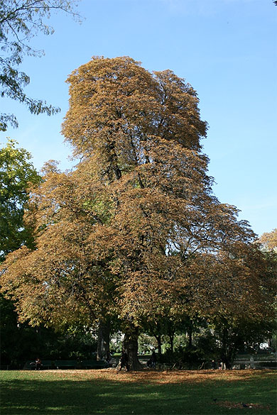 Arbre du parc Monceau