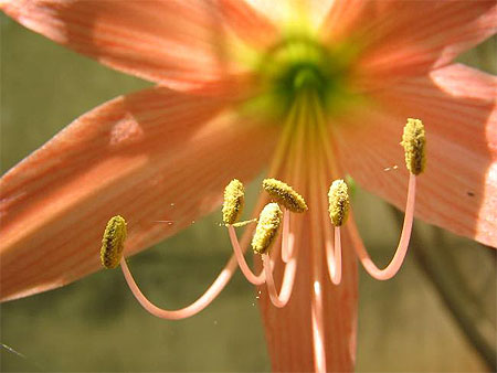 Fleur de lys
