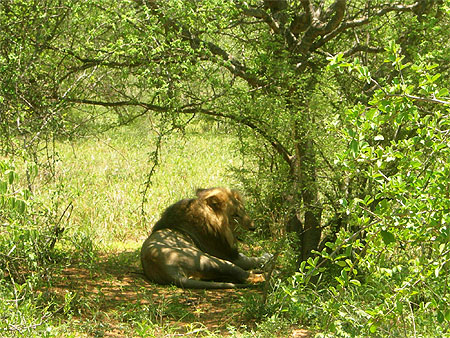 Lion de Tshukudu