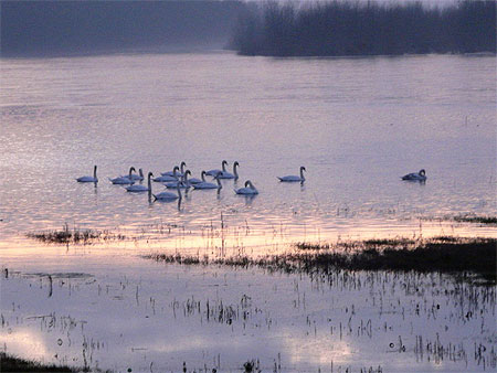 Cygnes sur la Loire dans la lumi�re du couchant