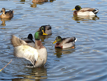 Les petits canards