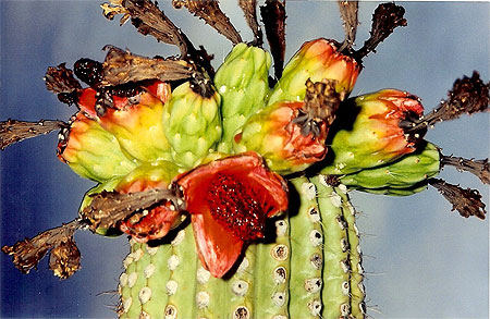 Fleurs de saguaros