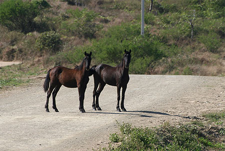 Chevaux sauvages sur la route de Poum