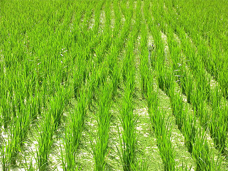 Ubud : Rieziere