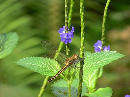 Ubud