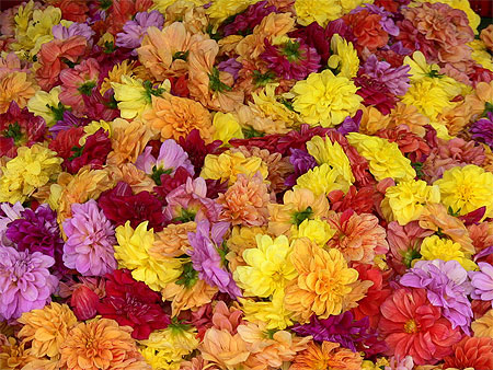 Fleurs