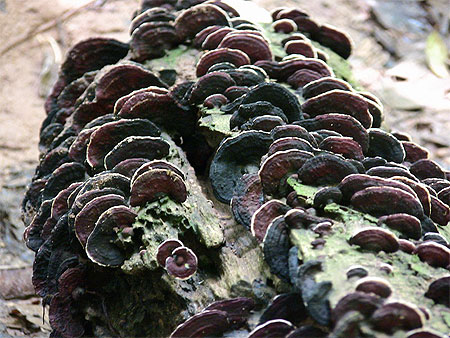 Champignons