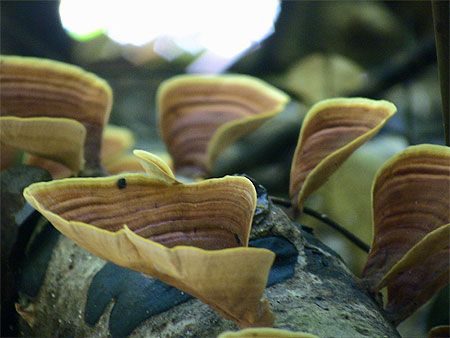 Champignons du Taman Negara