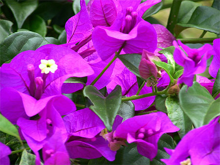 Bougainvill�