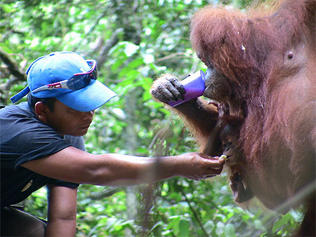 Bukit Lawang