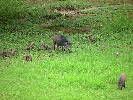 Sanglier