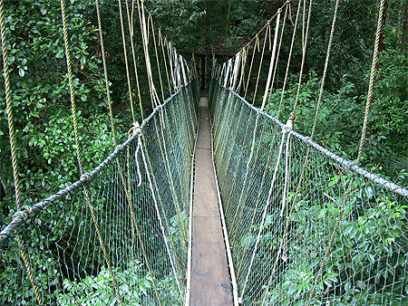 Taman Negara Canopy Walkway