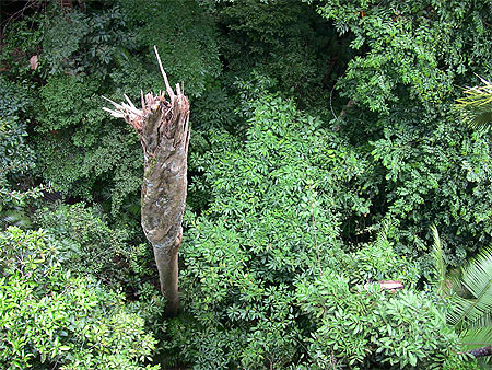 Taman Negara Canopy Walkway