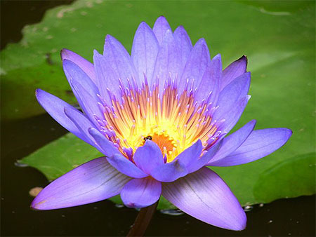 Borobudur fleur