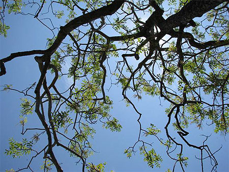 Arbre, Ciel et le Soleil