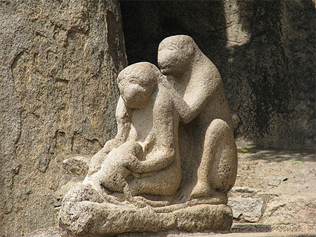 Une famille des singes