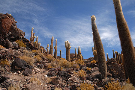 For�t de cactus