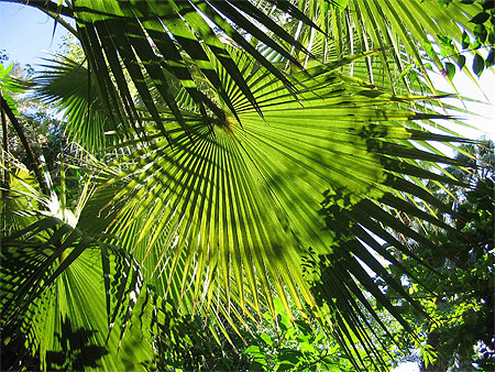 Jardin de Majorelle