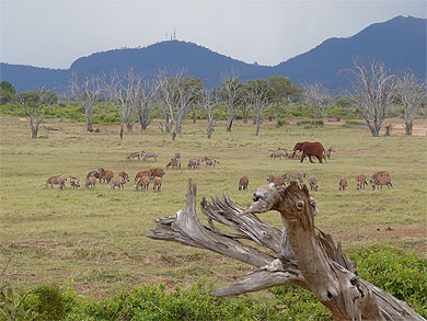 Tsavo Ouest