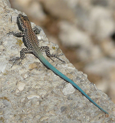 Petit l�zad bleu