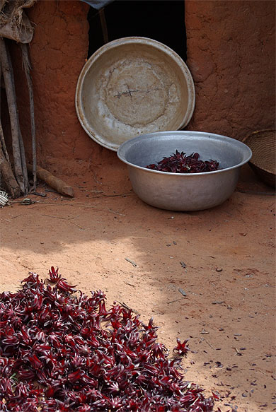 S�chage de la fleur d'hibiscus pour le bissap