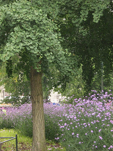 Fleur � Malmo