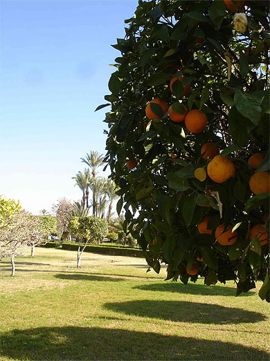 Orangers du parc de la Koutoubia 