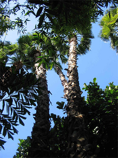 Parc de la Koutoubia 