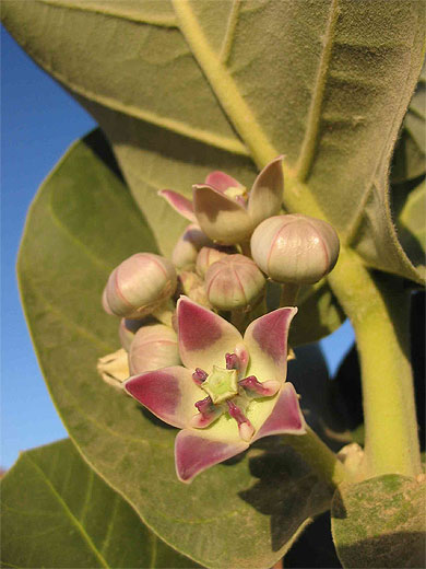 Fleurs du Pommier de Sodomme