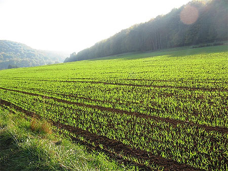 Les Ardennes