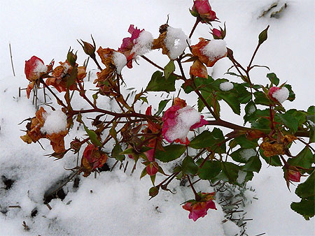 Derni�res roses sous la neige