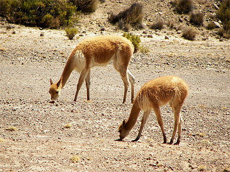 Vigognes dans la vall�e de Colca