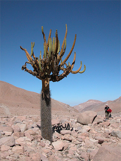 Cactus