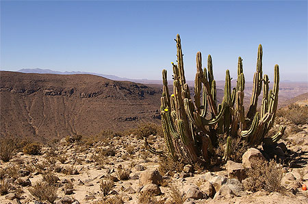 Cactus