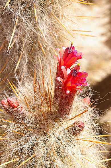 Fleur de cactus