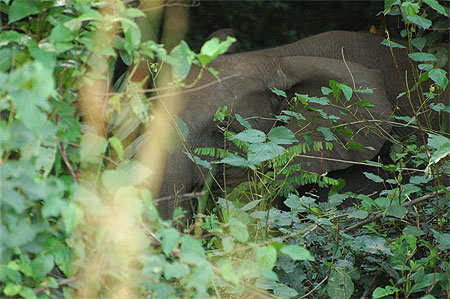 L'�l�phant de Brousse