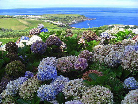 Hortensias
