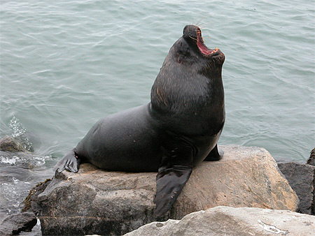 Lion de mer � San Antonio