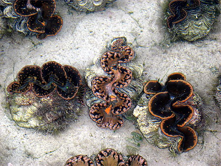 Coquillages