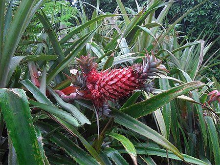 Fruits