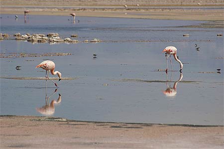Flamants roses sur le salar d'Atacama