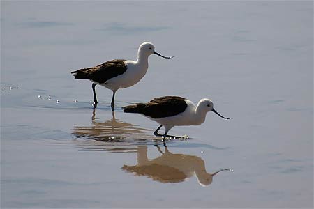 Avocettes am�ricaines