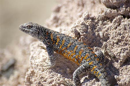L�zard sur le salar de Atacama
