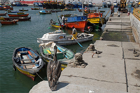 Le p�lican du port