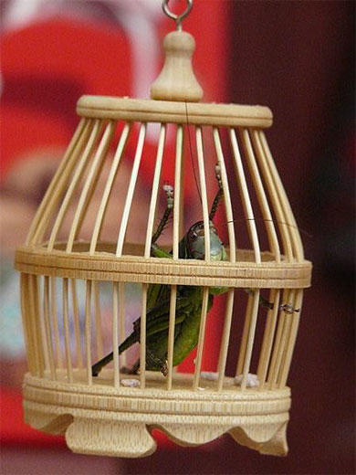 Criquet en cage