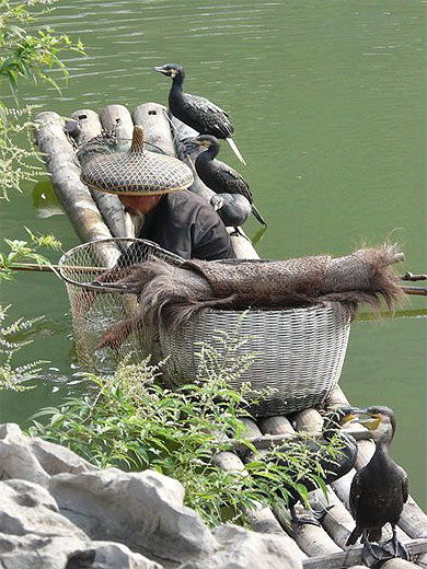 P�cheur avec ses cormorans