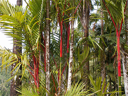 Dans les jardins de Balata