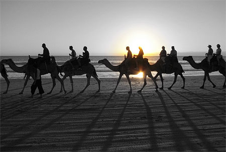 Camels on the beach